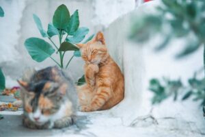 Two adorable cats enjoying a sunny day in a Mikonos garden. Perfect for animal lovers.